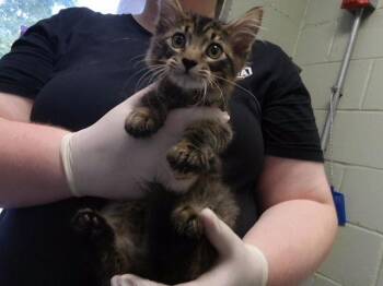 SHORTBREAD -  Domestic Medium Hair Cat for Adoption in Tulsa, Oklahoma - SHORTBREAD | PetCurious