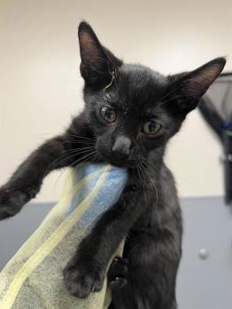 ROBIN -  Domestic Short Hair Cat for Adoption in Las Vegas, Nevada - ROBIN | PetCurious