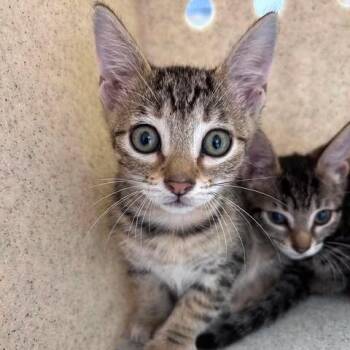 Peanut 26-08-127 -  Domestic Short Hair Cat for Adoption in Bastrop, Texas - Peanut 26-08-127 | PetCurious