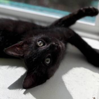 Krobus -  Domestic Short Hair Cat for Adoption in Austin, Texas - Krobus | PetCurious
