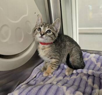 Lex -  Domestic Short Hair Cat for Adoption in Dickson, Tennessee - Lex | PetCurious