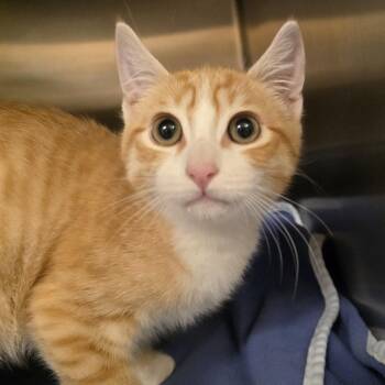 Stray 6/ 21 A-64865 -  Domestic Short Hair Cat for Adoption in Keizer, Oregon - Stray 6/ 21 A-64865 | PetCurious