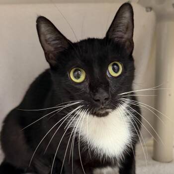 Aurora -  Domestic Short Hair Cat for Adoption in Cooperstown, New York - Aurora | PetCurious