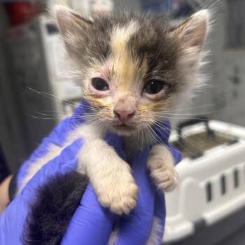 Milla -  Domestic Short Hair Cat for Adoption in Summerville, South Carolina - Milla | PetCurious