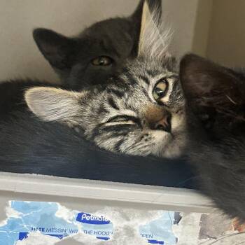 Tortellini -  Domestic Short Hair Cat for Adoption in Durango, Colorado - Tortellini | PetCurious