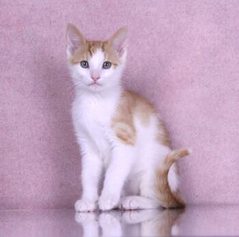 Robin -  Domestic Short Hair and Tabby Cat for Adoption in Tuscaloosa, Alabama - Robin | PetCurious