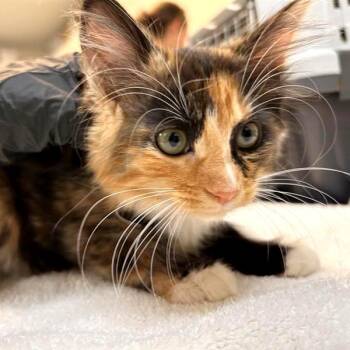 Clown -  Domestic Medium Hair and Domestic Short Hair Cat for Adoption in Woodinville, Washington - Clown | PetCurious