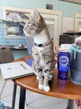 Rescue Domestic Short Hair Cats for Adoption in Warren, Ohio - Sky | PetCurious