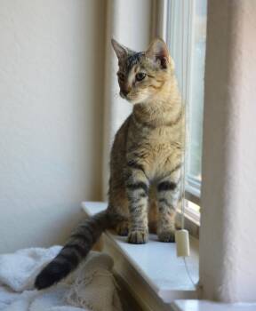 Moonlight EP -  Torbie and Domestic Short Hair Cat for Adoption in Schertz, Texas - Moonlight EP | PetCurious