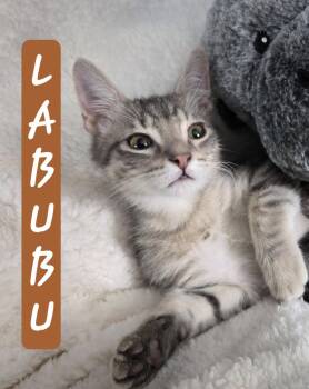Rescue Domestic Short Hair Cats for Adoption in Mansfield, Texas - LaBuBu | PetCurious