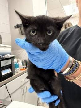Domestic Short Hair Cats Available for Adoption in Gastonia, North Carolina - Purple Band | PetCurious