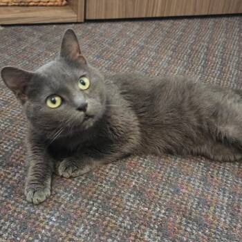 Munchkin Cats Available for Adoption in Long Beach, Mississippi - Bubba Blue | PetCurious