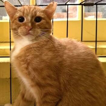 Rescue Domestic Short Hair Cats for Adoption in West Orange, New Jersey - Syd | PetCurious