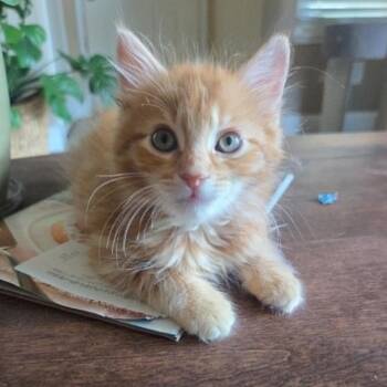 Phoenix -  Domestic Short Hair Cat for Adoption in Antioch, California - Phoenix | PetCurious