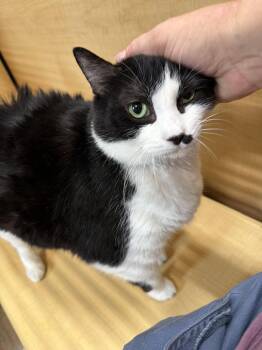 Haley -  Domestic Short Hair Cat for Adoption in Wheaton, Illinois - Haley | PetCurious