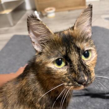 Nesta -  Domestic Short Hair Cat for Adoption in Roanoke, Virginia - Nesta | PetCurious