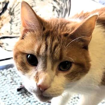 Little -  Domestic Short Hair Cat for Adoption in Lenexa, Kansas - Little | PetCurious