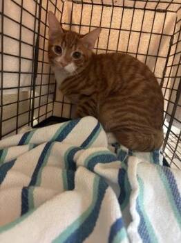 Mandarin -  Domestic Short Hair Cat for Adoption in Honolulu, Hawaii - Mandarin | PetCurious