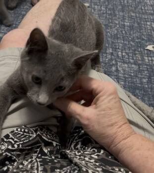 Domestic Short Hair Cats Available for Adoption - Buzz | PetCurious