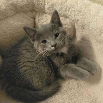 Russian Blue Cats Available for Adoption in Bentonville, Arkansas - Jolee | PetCurious