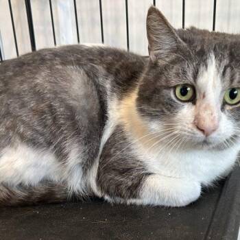 Handsome Hansel McClawnald -  Domestic Short Hair Cat for Adoption in Tipp City, Ohio - Handsome Hansel McClawnald | PetCurious