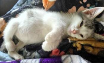 Woodstock -  Domestic Short Hair Cat for Adoption in Kansas City, Missouri - Woodstock | PetCurious