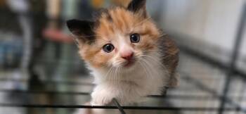 Mantenna -  Siamese and Calico Cat for Adoption in Crossville, Tennessee - Mantenna | PetCurious