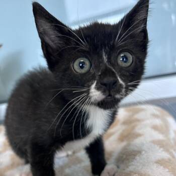 Walter -  Domestic Short Hair Cat Available for Adoption - Walter | PetCurious