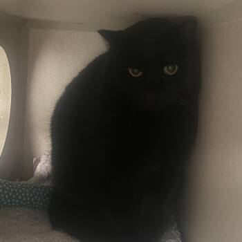 Domestic Short Hair Cats Available for Adoption - Georgie | PetCurious