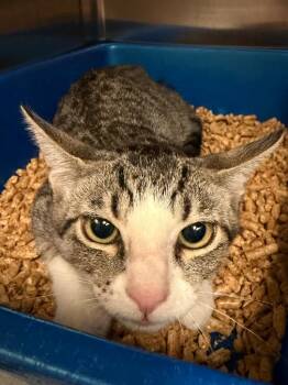 Hashbrown (Petco) -  Domestic Short Hair Cat for Adoption in Ocala, Florida - Hashbrown (Petco) | PetCurious