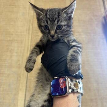 Hazelnut -  Domestic Short Hair Cat for Adoption in New York, New York - Hazelnut | PetCurious