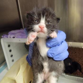 Cheesecake -  Domestic Short Hair Cat for Adoption in Salt Lake City, Utah - Cheesecake | PetCurious