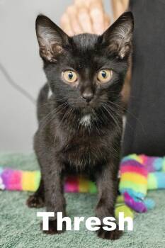 Rescue Domestic Short Hair Cats for Adoption in Macomb, Illinois - Thresh | PetCurious