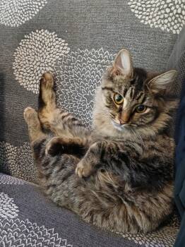 Aziza -  Domestic Medium Hair and Manx Cat for Adoption in Alafaya, Florida - Aziza | PetCurious