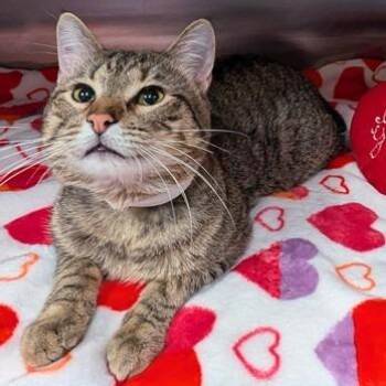 Domestic Short Hair Cats Available for Adoption - Gilbert | PetCurious