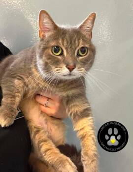Gaby -  Domestic Short Hair Cat for Adoption in Delson, Quebec - Gaby | PetCurious