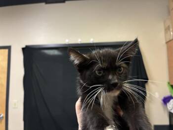 A611675 -  Domestic Short Hair Cat for Adoption in Modesto, California - A611675 | PetCurious