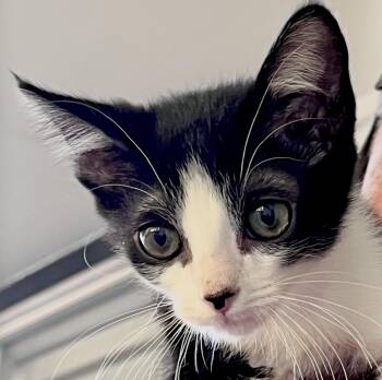 Tommy Thumbs -  Domestic Short Hair Cat for Adoption in Sonora, California - Tommy Thumbs | PetCurious