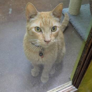 Ford -  Domestic Short Hair Cat for Adoption in Springfield, Missouri - Ford | PetCurious