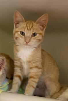 CHRISSY -  Domestic Short Hair Cat for Adoption in Salinas, California - CHRISSY | PetCurious