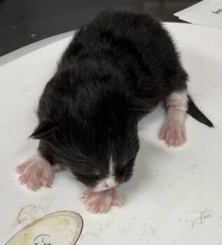 Marshmellow -  Domestic Short Hair Cat for Adoption in Gainesville, Florida - Marshmellow | PetCurious