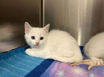 Domestic Short Hair Cats Available for Adoption in Kansas City, Missouri - Johnny | PetCurious