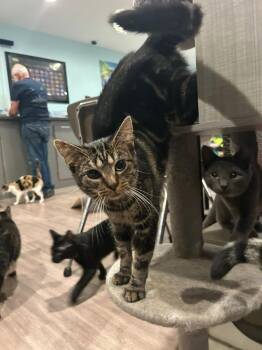 Domestic Short Hair Cats Available for Adoption - Dahlia | PetCurious