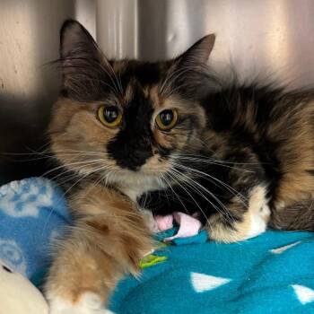 Domestic Short Hair Cats Available for Adoption in Chippewa Falls, Wisconsin - Clove | PetCurious