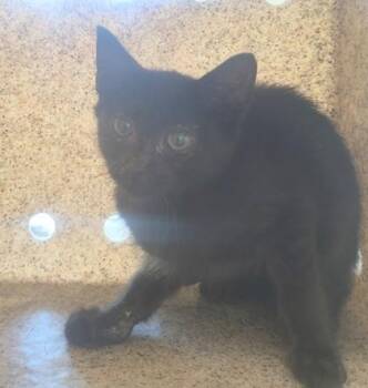 Marla -  Domestic Short Hair Cat for Adoption in Lafayette, Indiana - Marla | PetCurious