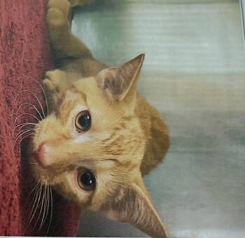 Orangie -  Tabby and Domestic Short Hair Cat for Adoption in Evansville, Indiana - Orangie | PetCurious