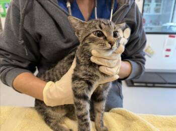 TRIXY -  Domestic Short Hair Cat for Adoption in Santa Fe, New Mexico - TRIXY | PetCurious