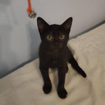 Xianna -  Domestic Short Hair Cat for Adoption in Venice, Florida - Xianna | PetCurious