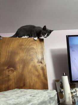 Tootsie Roll -  Domestic Short Hair Cat for Adoption in West Mifflin, Pennsylvania - Tootsie Roll | PetCurious