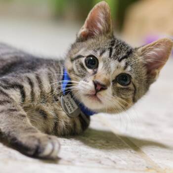 Finnigan -  Domestic Short Hair Cat for Adoption in Hot Springs, Arkansas - Finnigan | PetCurious